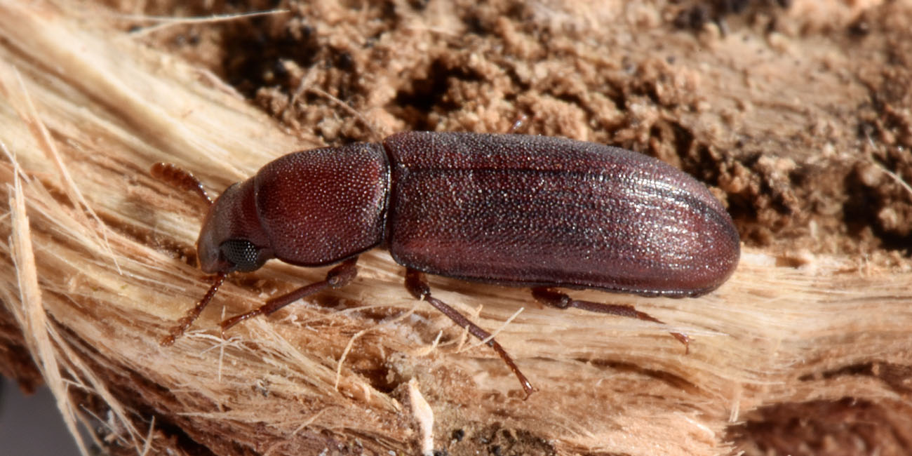 Tenebrionidae: Lyphia tetraphylla